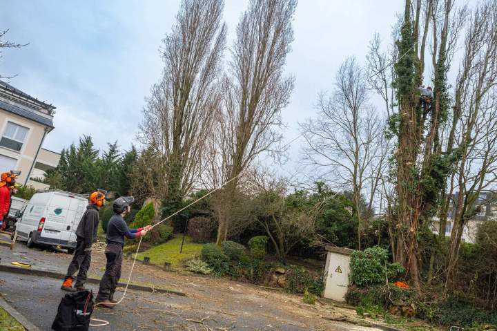 Des professionnels pour tailler efficacement vos arbres