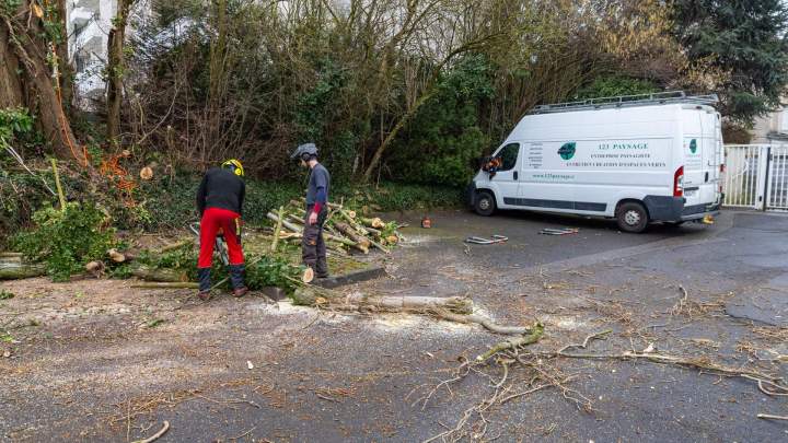 Des spécialistes de l’abattage d'arbres à Noisy-le-Grand