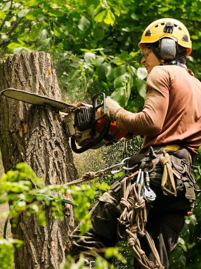 Des spécialistes de l’abattage d'arbres à Noisy-le-Grand