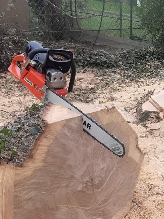 Abattage d'arbre Noisy-le-Grand